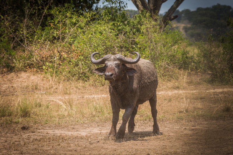 45 Oeganda, Queen Elizabeth NP, buffel.jpg